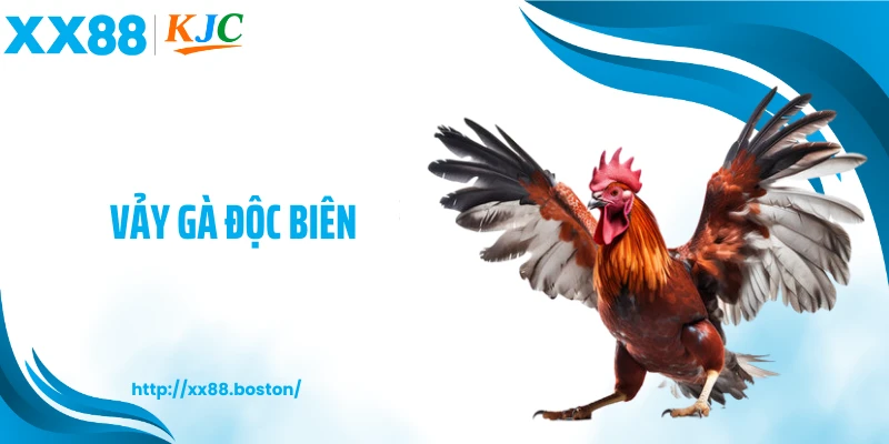 Vảy Gà Độc Biên Hé Lộ Dấu Hiệu Chiến Kê Dị Biệt